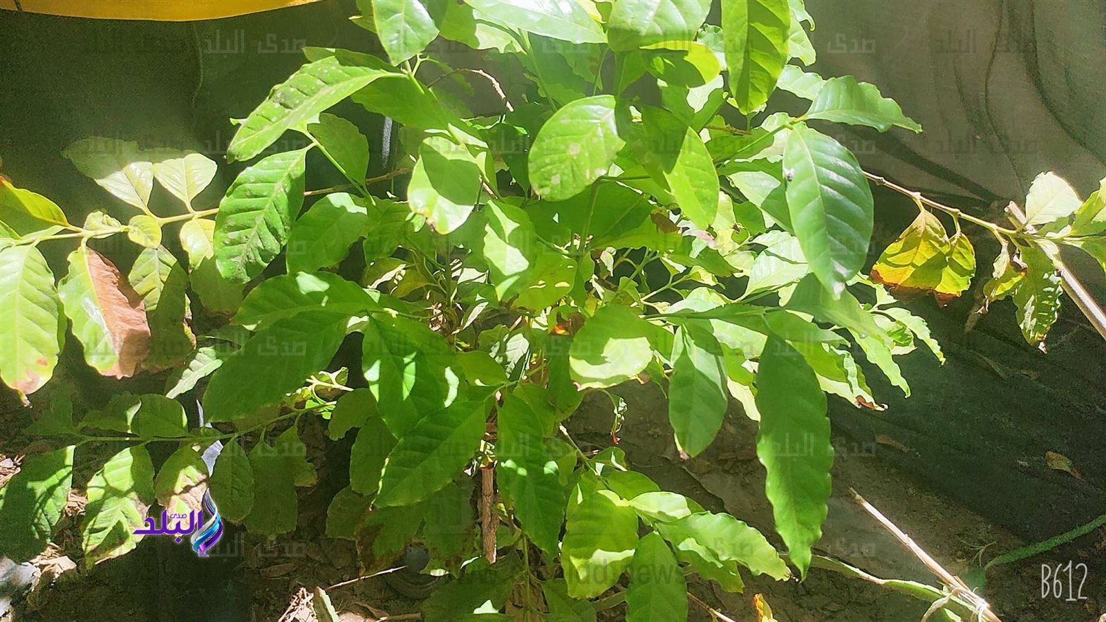 IMG_COM_٢٠٢٢١٠٠٨_١٢٢٠_٣٩_٠٢١27