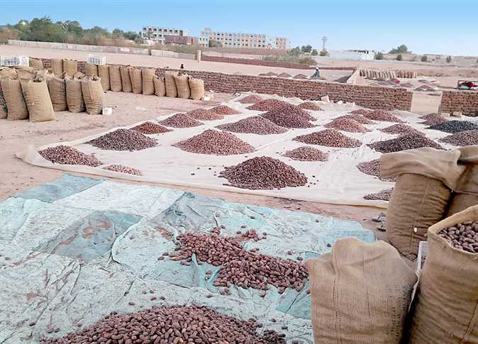 مناشير البلح بأسوان