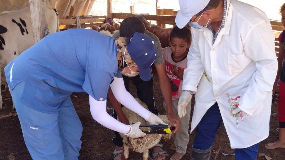 تحصين المواشي