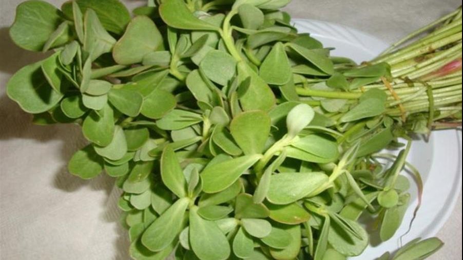 نبات الرجلة ينمو في مناطق سيناء 