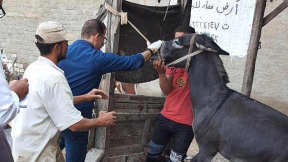 قوافل طبية بيطرية بالغربية 