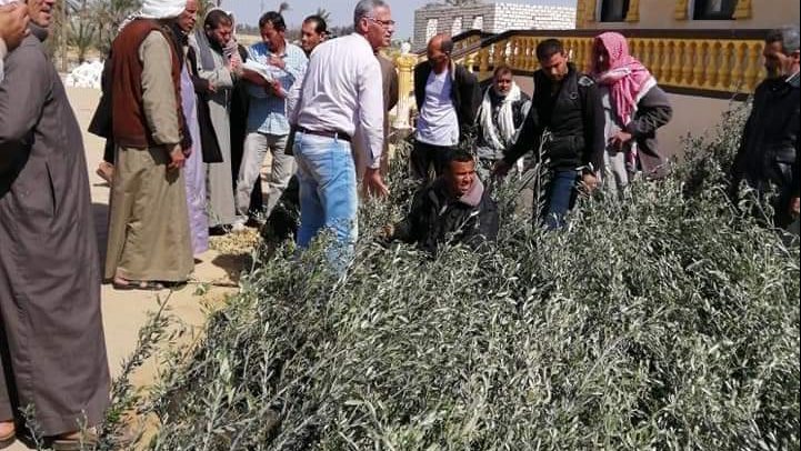 توزيع شتلات الزيتون علي المواطنين في سيناء