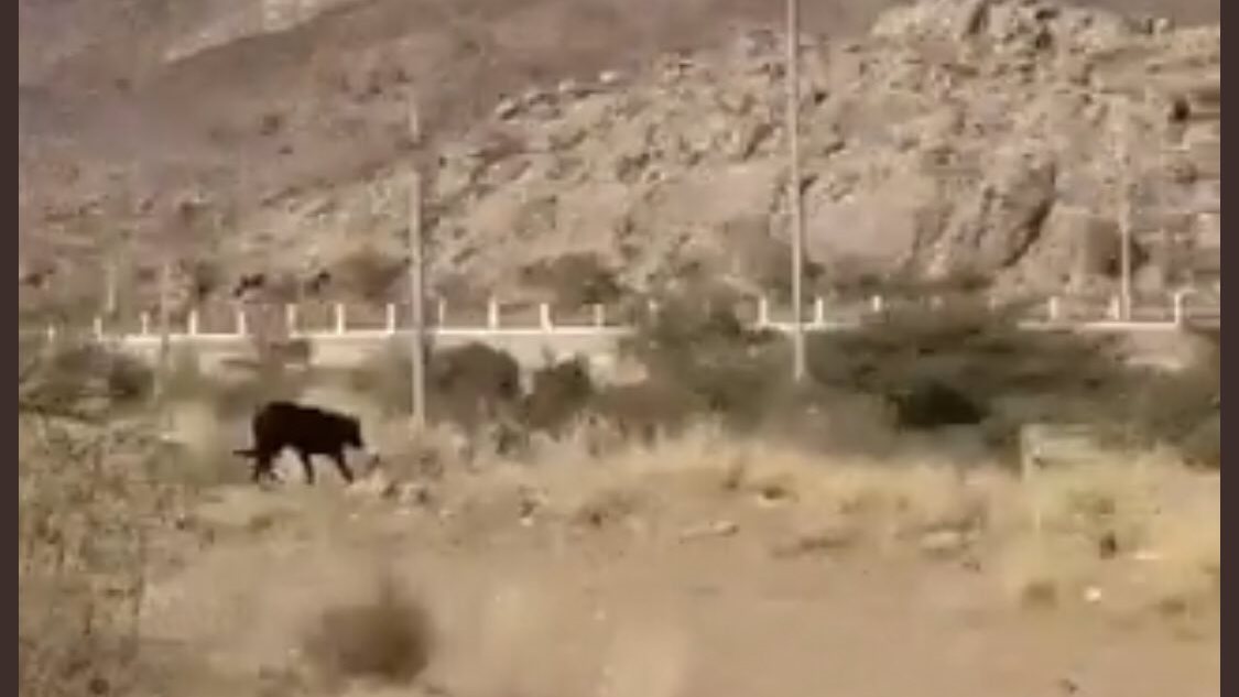 ظهور كائن غريب في السعودية .. وبيان عاجل من الحياة الفطرية