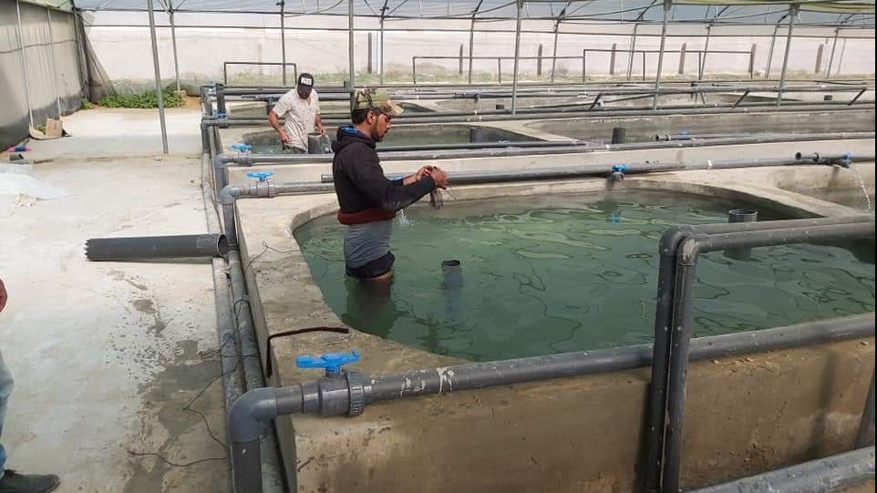 مركز بحوث الأسماك في جامعة العريش 