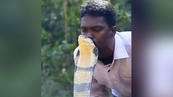 رجل يقبل أفعى ملك الكوبرا 