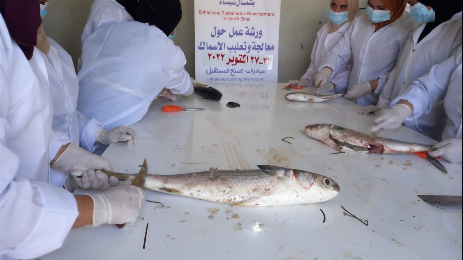 تدريب الفتيات علي تعليب الأسماك بقري بئر العبد 