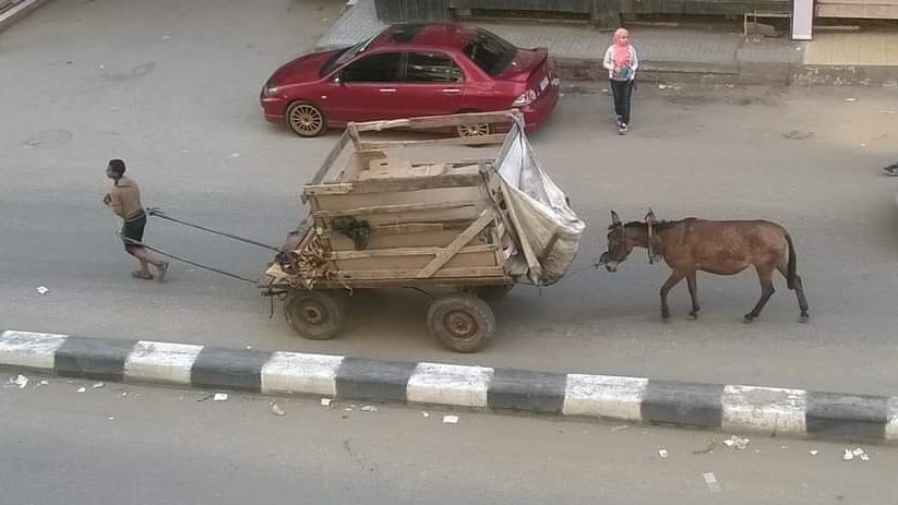 صورة كلها رحمة..طفل يشد عربة كارو بدلا من الحصان