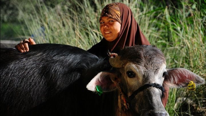 بعض مشروعات جمعية الاورمان بالفيوم