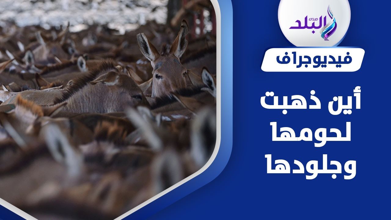 مقبرة الحمير في دمنهور بالبحيرة 