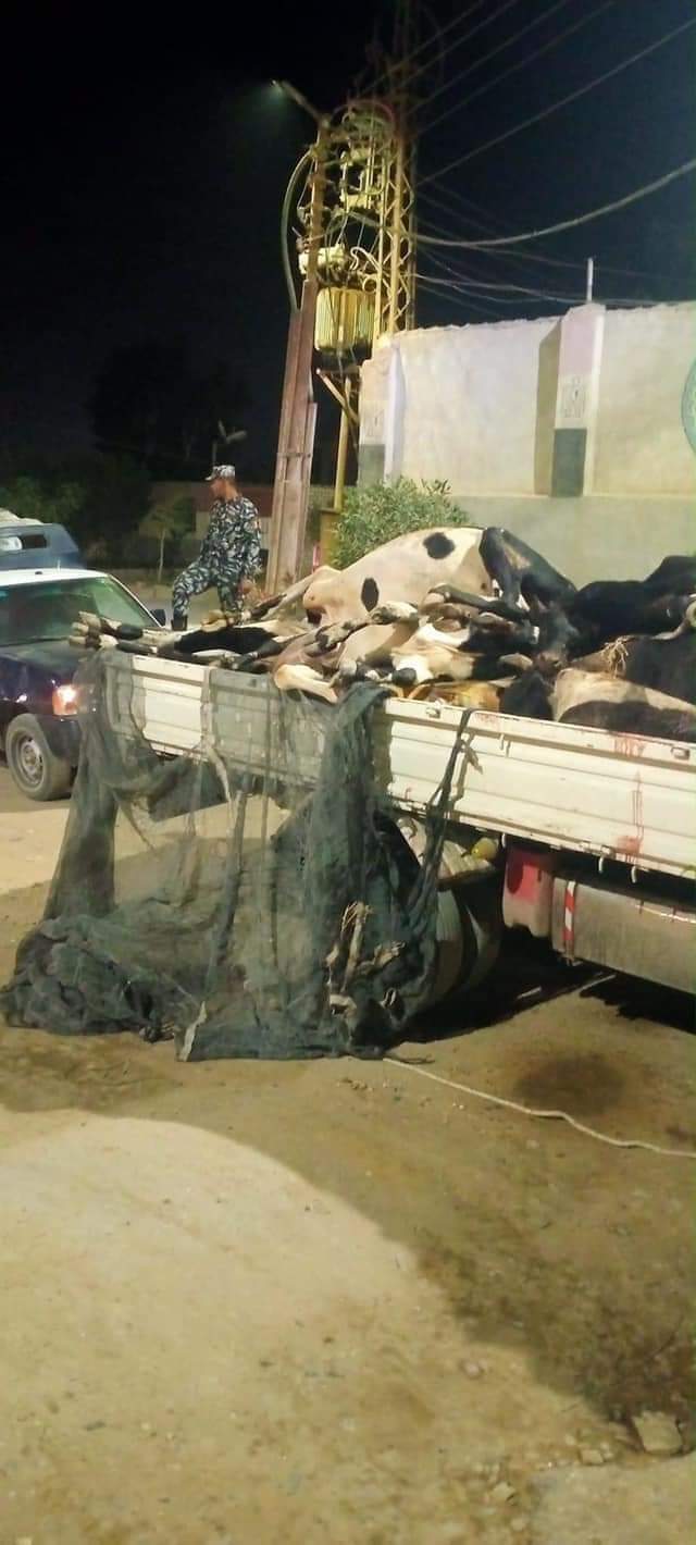 ضبط سيارة محملة بابقار نافقة 