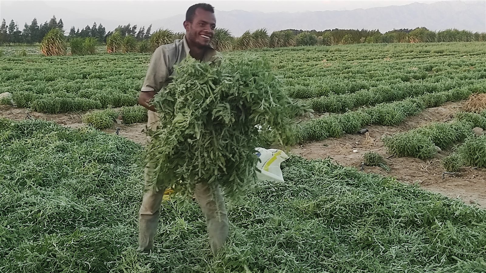 المرمرية زراعة ناجحة في جنوب سيناء 