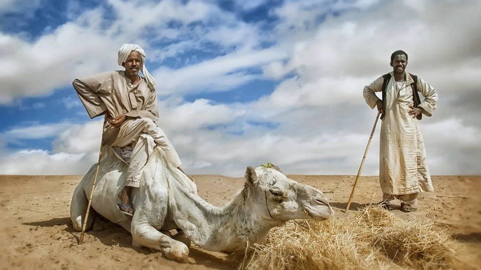 فوائد لبن الجمال.. صوره ارشيفيه