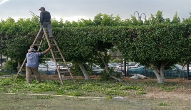 زراعة نجيل أخضر بطول محور المحمودية 