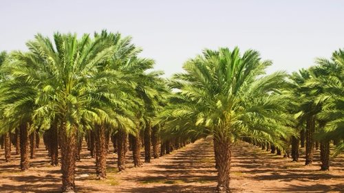 مزارع نخيل بعد التسميد