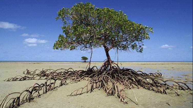 شجرة المانغروف