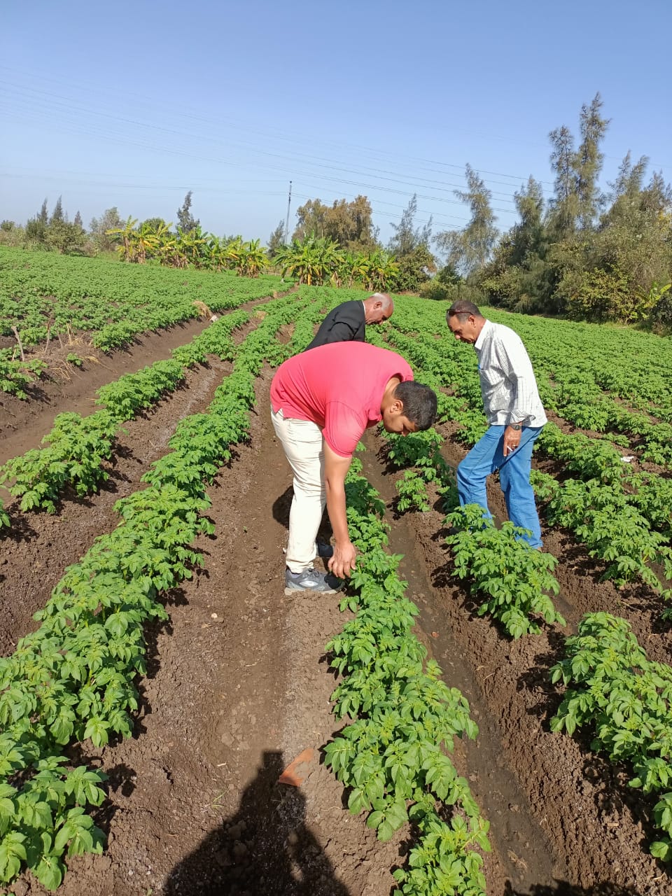 مكافحة الآفات الزراعية