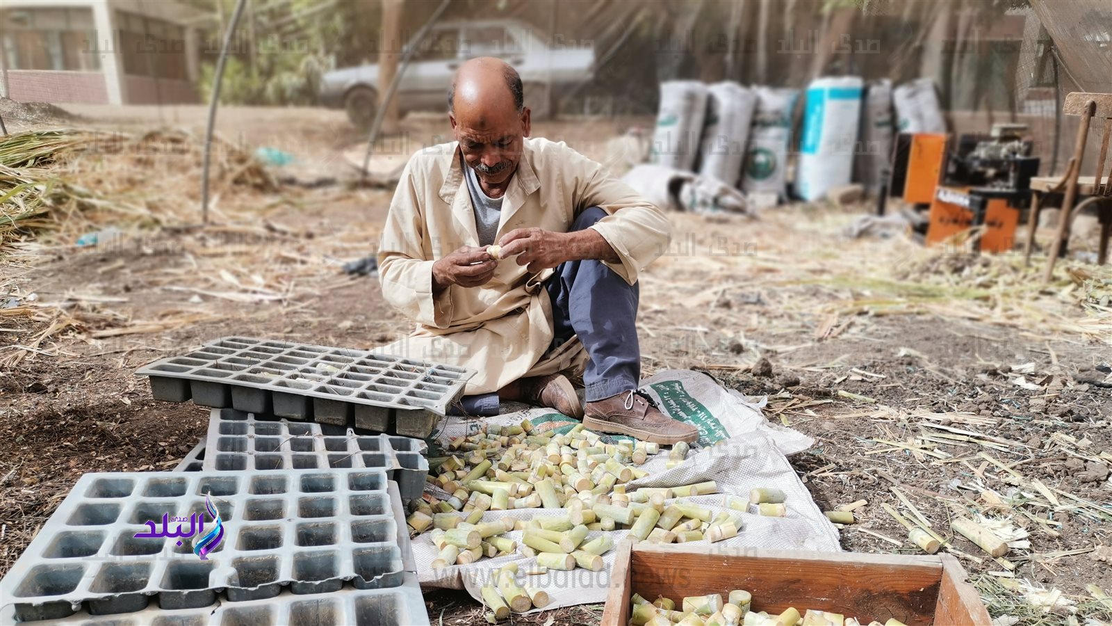 الزراعه بصوبة جامعة المنيا 