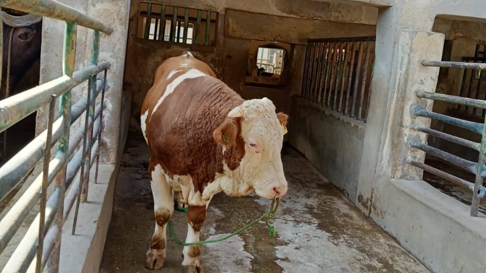 مشروع الثروة الحيوانية بأسيوط 