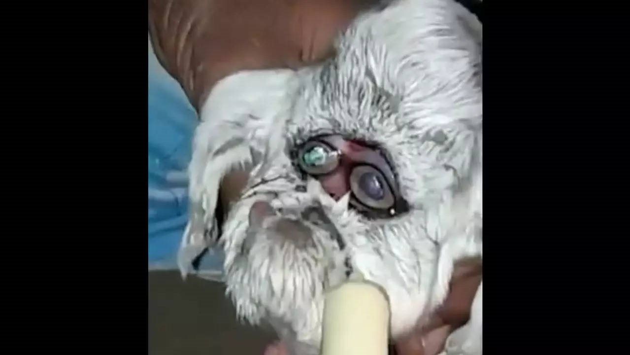 ماعز بوجه إنسان 