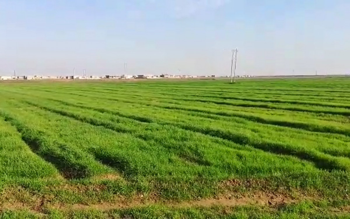 أرشيفية 