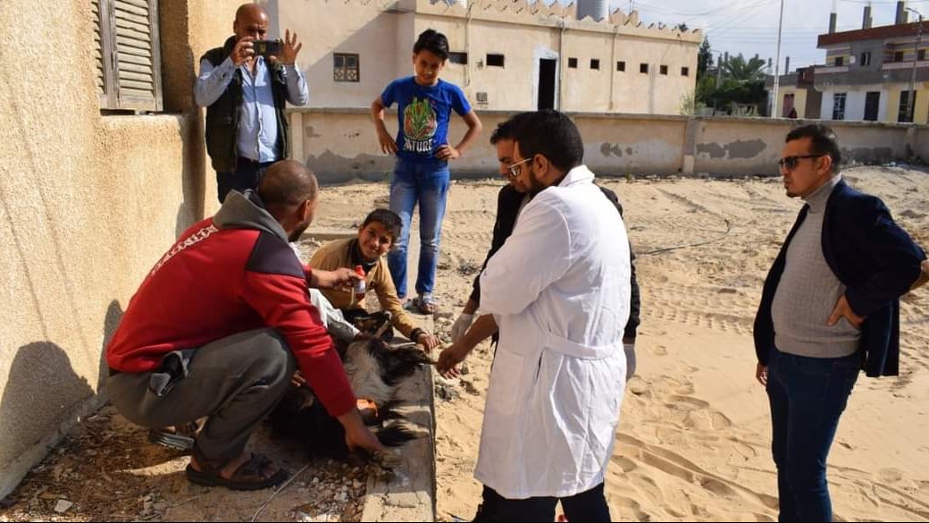 متابعة مشروعات تربية الماعز في قري سيناء