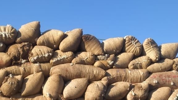 القطن