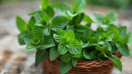 اوراق النعناع