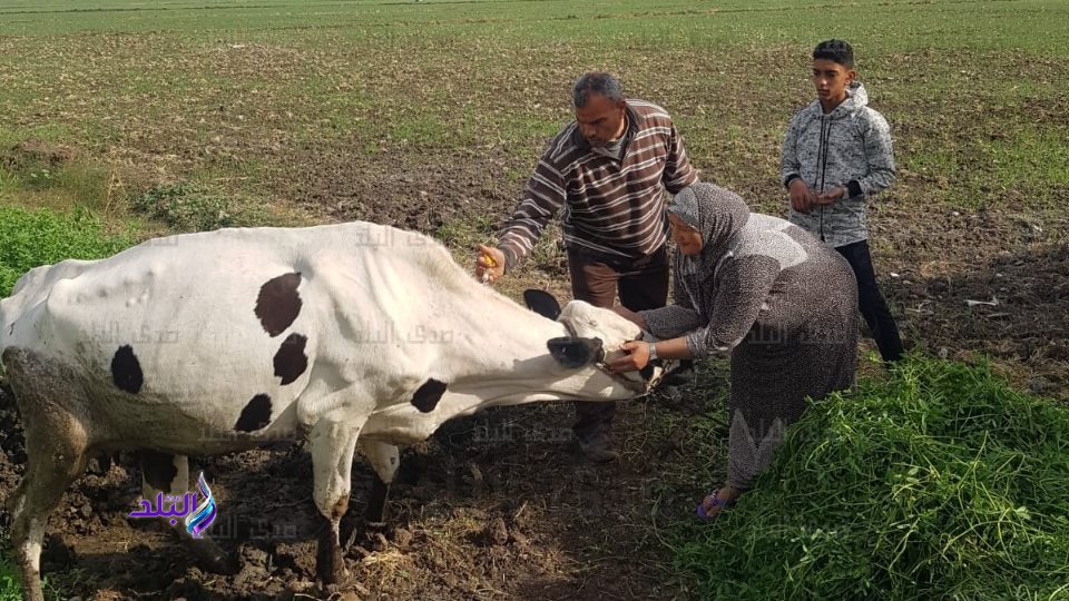 تحصين المواشي