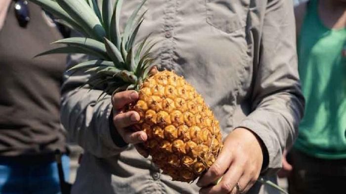 سعرها خيالي.. شاهد أغلى فاكهة أناناس في العالم