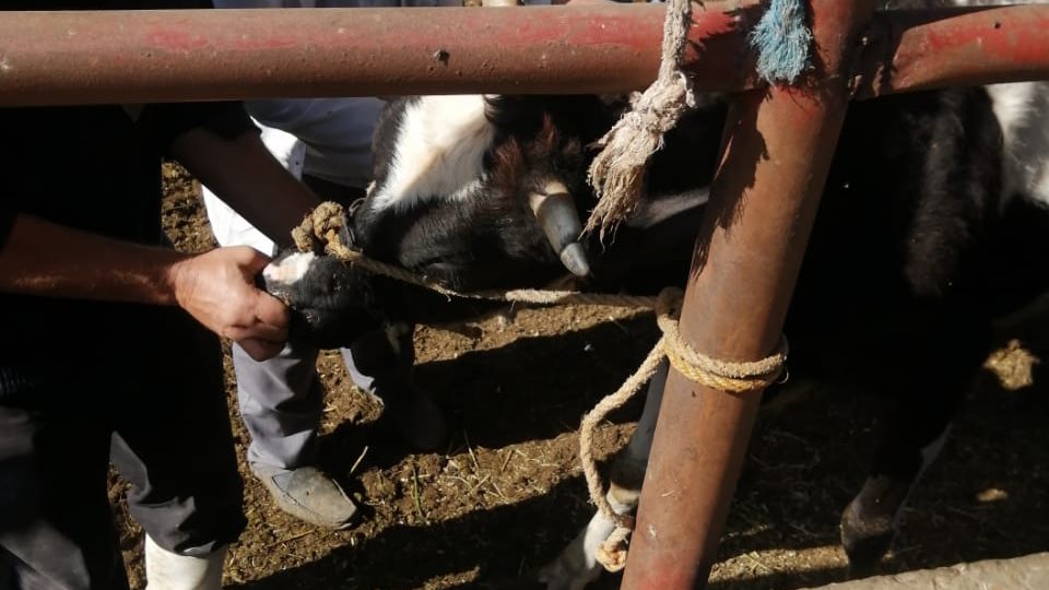 مدير الطب البيطري بالغربية  مدير الطب البيطري بالغربية