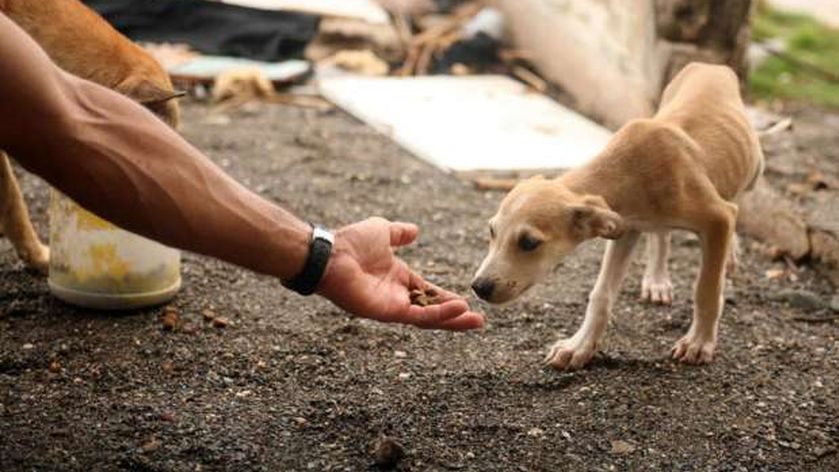 حقوق الحيوان 