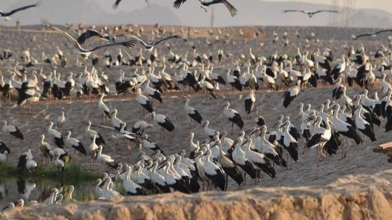 أرشيفية