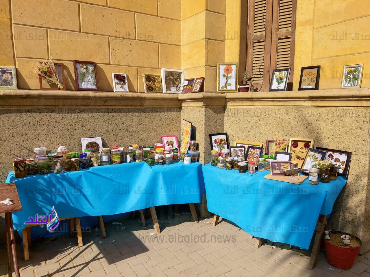 كلية تربية نوعية بجامعة عين شمس5