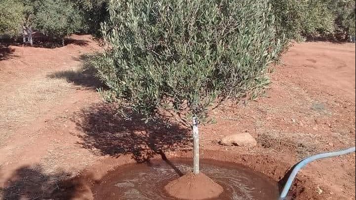 التوسع في زراعة المحاصيل وأشجار الزيتون في سيناء