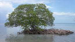 أشجار المانجروف