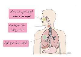 العوامل المؤثرة فى نوع الصوت