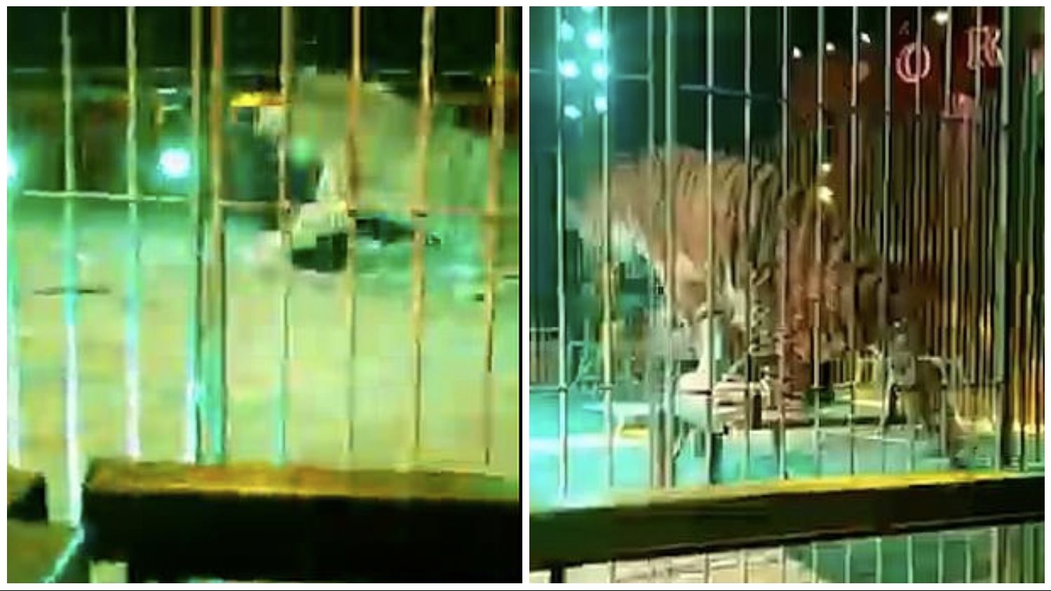 نمر يهاجم مدربه من ظهره أثناء عرض بسيرك إيطالي