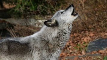 الذئب تثير ذعر الاتحاد الأوروبي