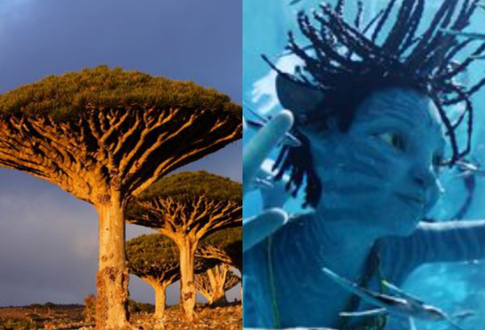 لمحبي Avatar 2..هذه الجزيرة العربية صورة طبيعية طبق الأصل