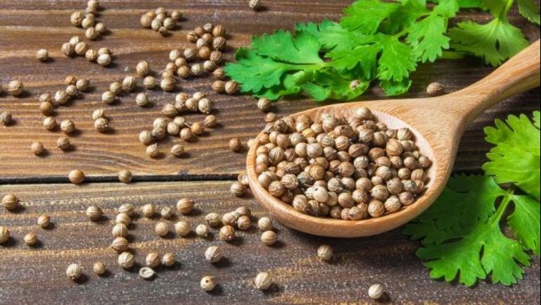 بذور الكزبرة الجافة تعالج العديد من الأمراض 