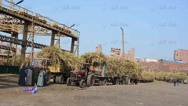توريد محصول قصب السكر بالمنيا 