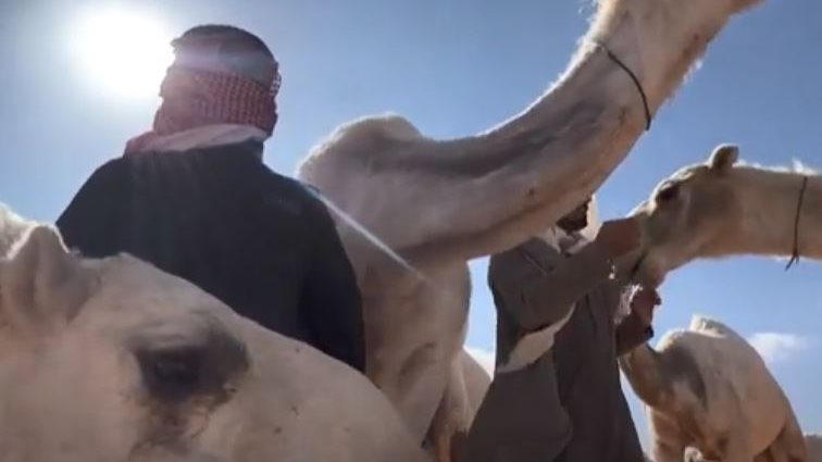  الإبل أو "الحداء" 