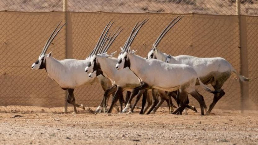 الحيوانات البرية 