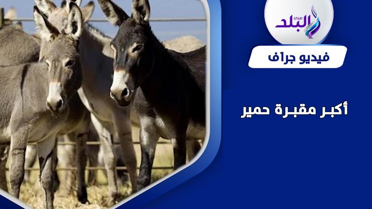 اكتشاف مقبرة حمير في الفيوم 