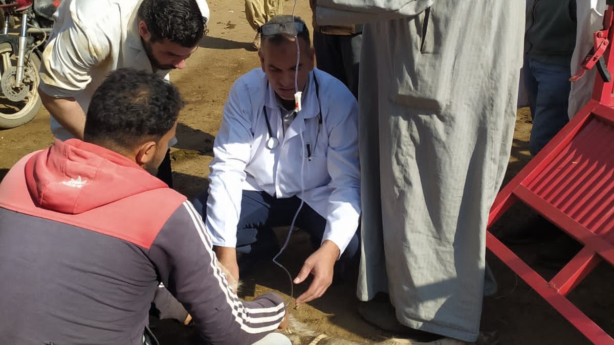 قوافل بيطرية