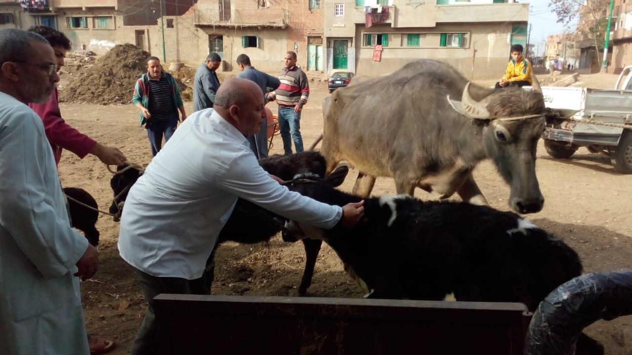 قوافل بيطرية