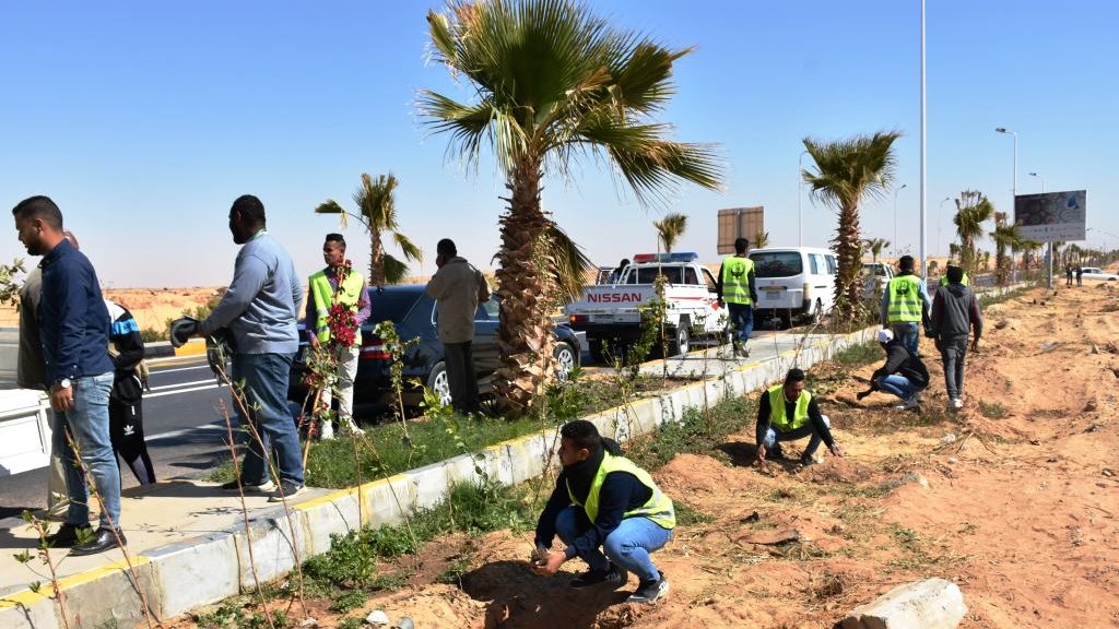 زراعة الأشجار بأسوان