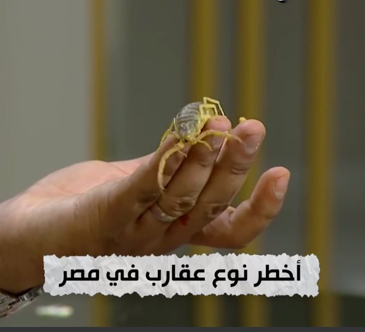 أخطر عقارب في مصر 