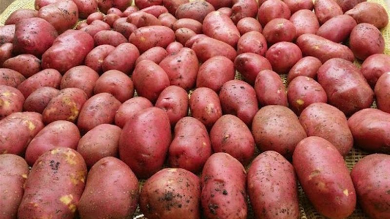 البطاطس الحمراء