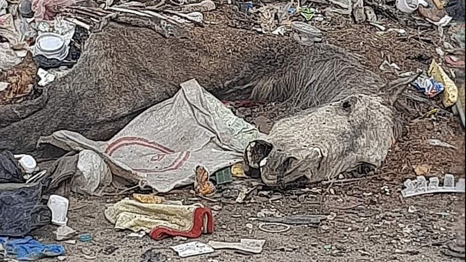 التخلص من الحيوانات النافقة بمقلب العريش